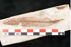 Foto (Detailansicht) von Neritinium longifolium Unger (NHMW-GEO-2024-0188-8154)
